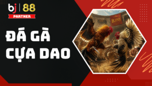 Sảnh Đá Gà BJ88 - Trực Tiếp Đá Gà Thomo Và Quốc Tế | +88K - slotorbit